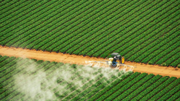 Best Ant Control Services  in Cedar Hill, MO